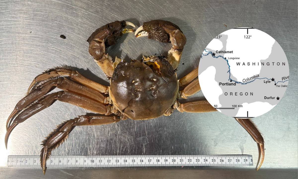 Attention, Pacific Northwest residents! Invasive Chinese mitten crabs spotted – Are they in your area?