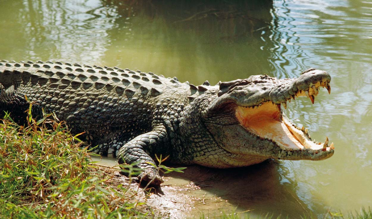 Tourist gets bitten by crocodile at Philippines wetlands park after mistaking it for a statue