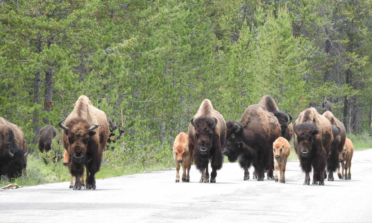 Florida man injured by bison in Yellowstone National Park