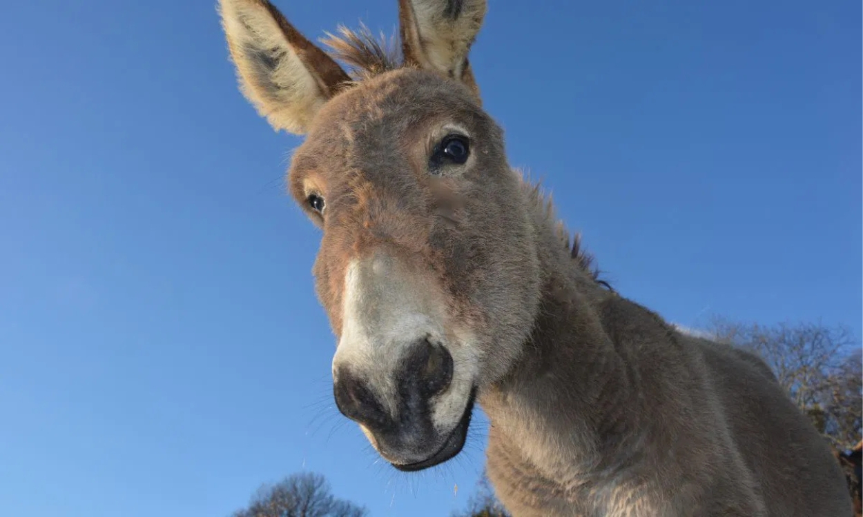 World Donkey Day 2025: significance, history, and Why We celebrate