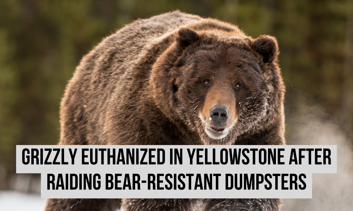 Yellowstone’s 11-year-old grizzly euthanized after raiding bear-resistant dumpsters