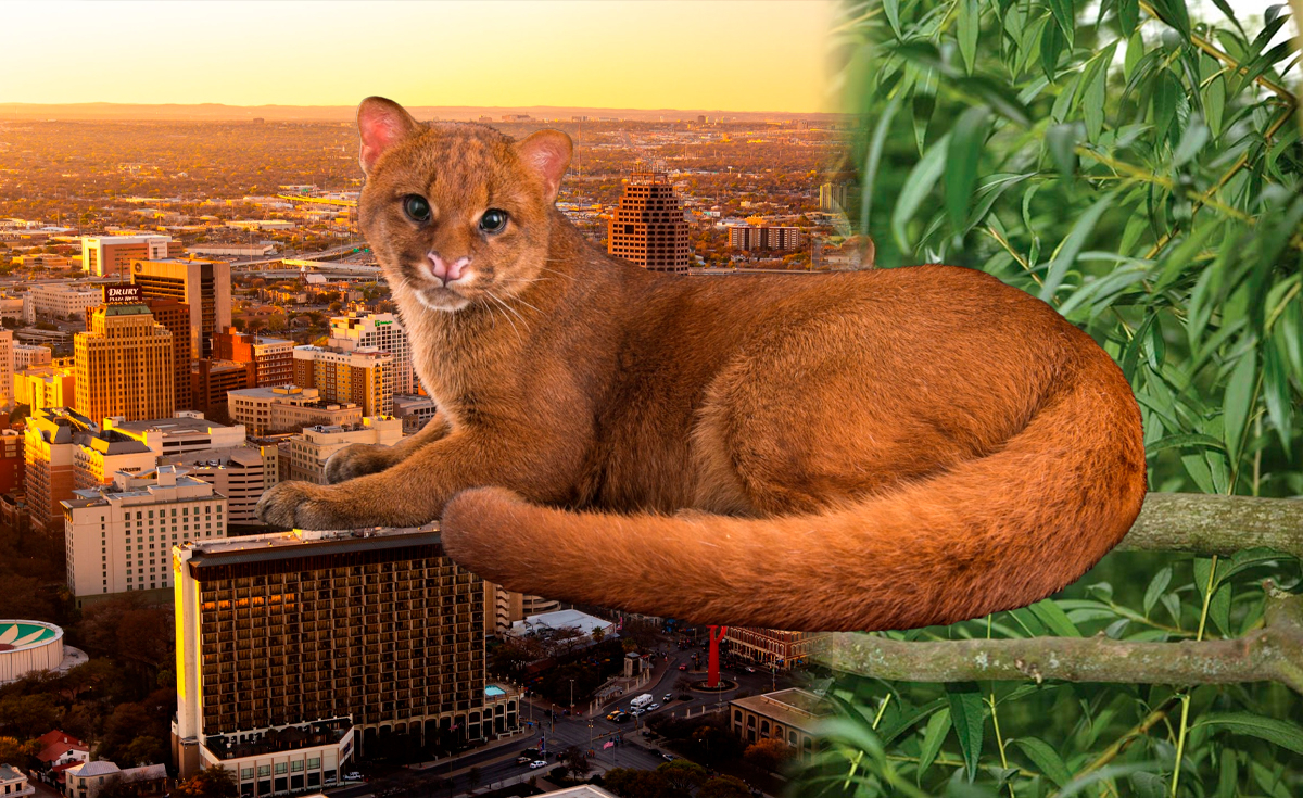 After 40 years of absence, an extinct-thought predator Cat is found in its natural environment in Texas
