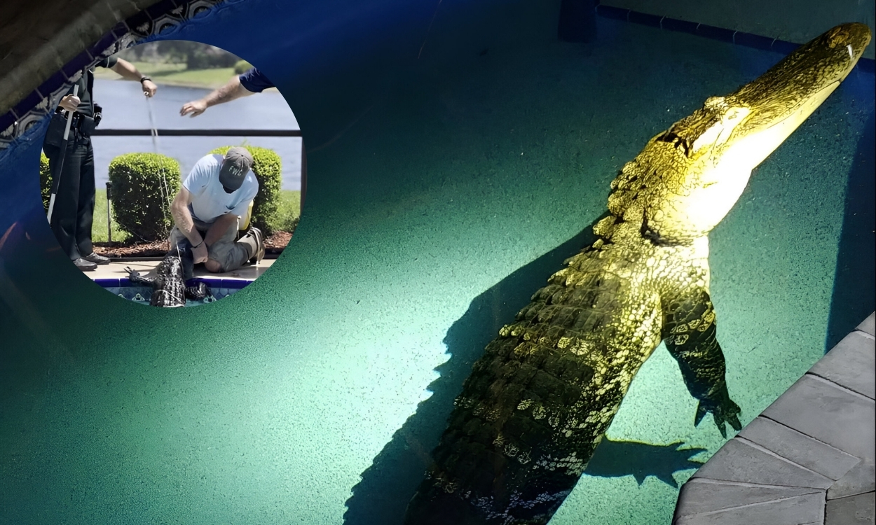 Alligator found in Florida Backyard Pool captured safely in Jensen Beach