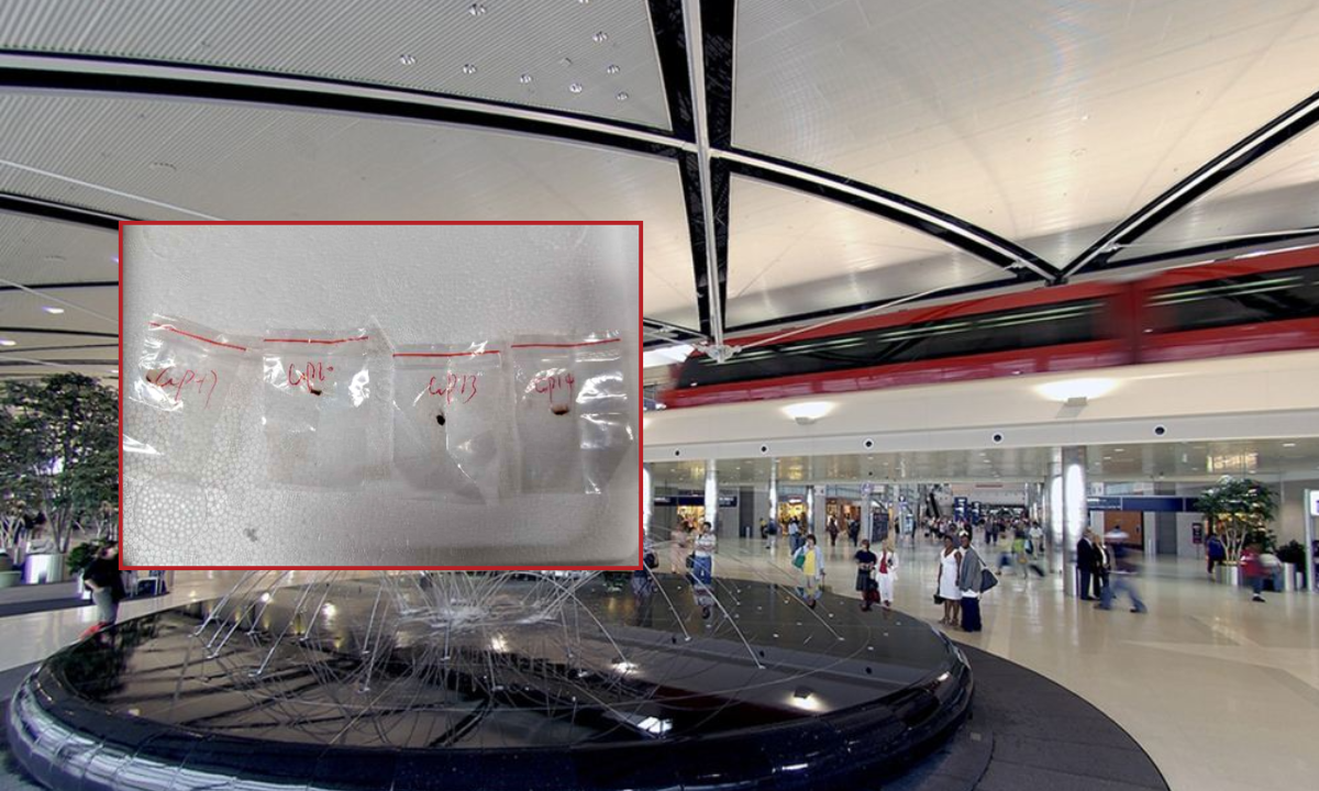 FBI investigates biological pathogen smuggling by Chinese couple at Detroit Airport